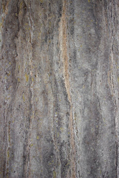 Surface texture of travertine marble wall with unique porous natural vertical grain patterns in gradations of silvery grey and beige colors.