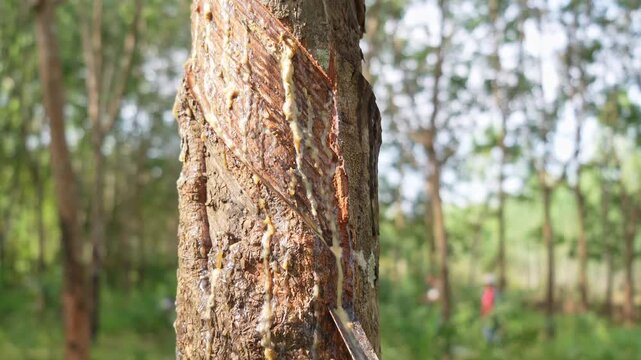 Close up of raw white latex liquid dripping from rubber tree bark in plantation
