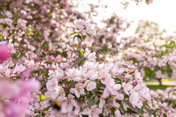 Naklejka premium Crab apple tree in bloom. 