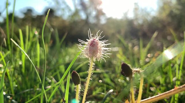 Dandelion in green grass field