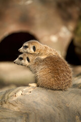 Fototapeta premium meerkat on guard