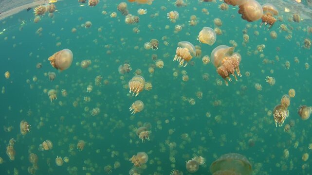 Hordes of Golden jellyfish, Mastigias papua etpisoni, aggregate in Palau's famed Jellyfish Lake. This remote and beautiful marine lake is one of the unique places to snorkel on planet Earth.