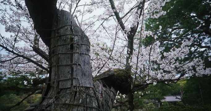 Tilt shot up on bound cherry blossom tree in Japan