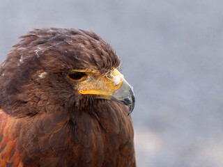 profil de la tête du Mila, © helenedevun