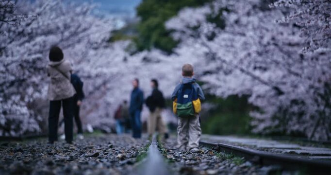 Little boy with backpack walking on old tracks with surrounding cherry blossom trees and people