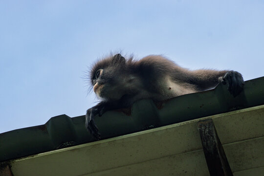 Wild dusky leaf monkey sitting on the roof of a tourist resort at Railay West beach in Krabi, Thailand