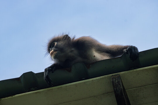 Wild dusky leaf monkey sitting on the roof of a tourist resort at Railay West beach in Krabi, Thailand