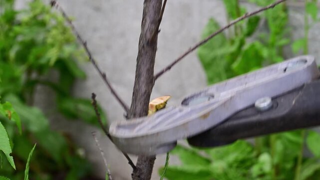heavy-duty metal loppers cleanly cutting through a thin tree branch in a lush, green garden setting.