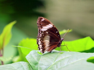 papillon sur une feuille à l 'écoute des bruits suspects © helenedevun