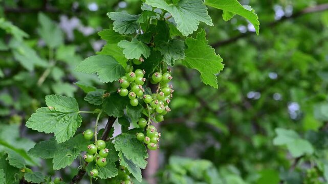 slowly zooming out on a cluster of unripe green currants hanging from a lush, leafy bush swaying gently in the breeze.