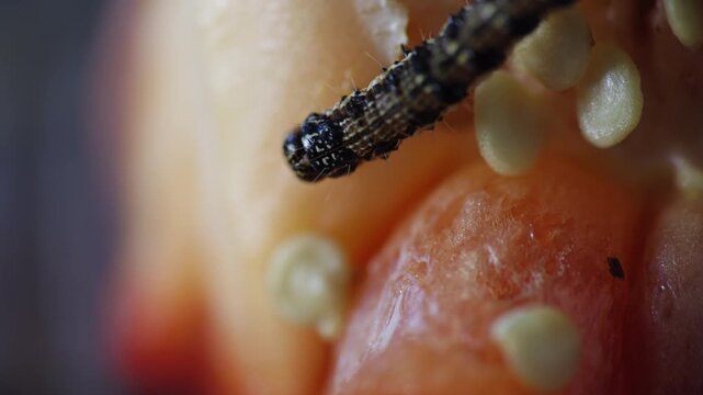 Cotton bollworm, helicoverpa armigera moth caterpillar eating red pepper. Pest insect, butterfly in vegetable, agriculture problem