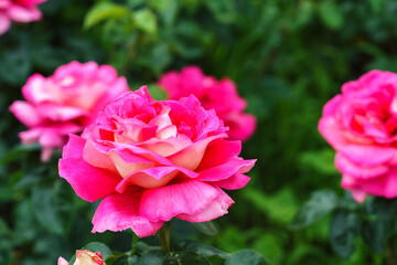 Fototapeta premium Close up, macro of pastel pink rose in full bloom growing in summer garden. Romantic floral background with natural light, decorative and green foliage. Spring and nature, gardening, plant breeding.