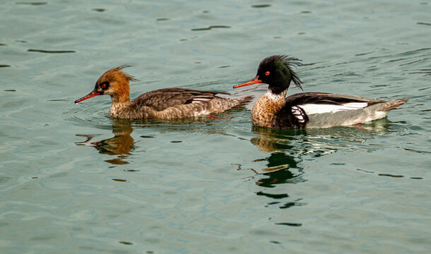 Red breasted merganser 
