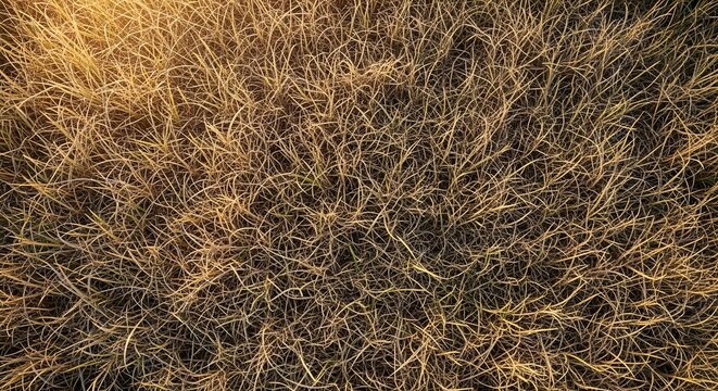 Overhead view of dry golden grass texture in sunlight