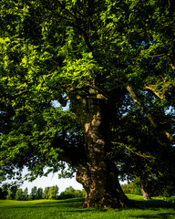 Fototapeta premium Ancient Monumental Oak With Powerful Canopy