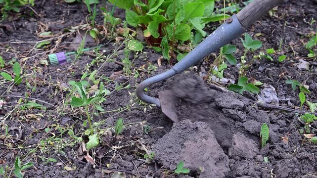 a metal hoe digging into dark, cloddy soil to cultivate the earth and remove small green weeds in a garden bed.