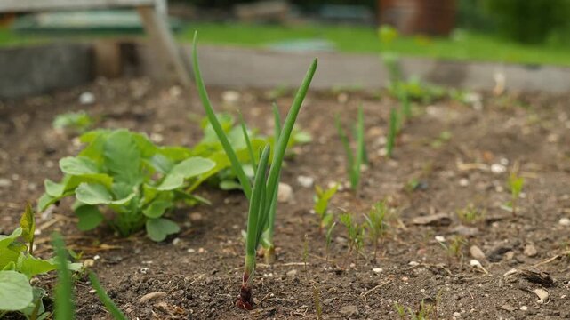 Hand gently touching green onion sprout in garden soil