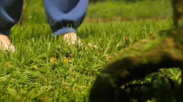 Grass trimmer path clearing yellow dandelions in the lawn close up