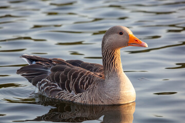 Fototapeta premium Greylag Goose, full body