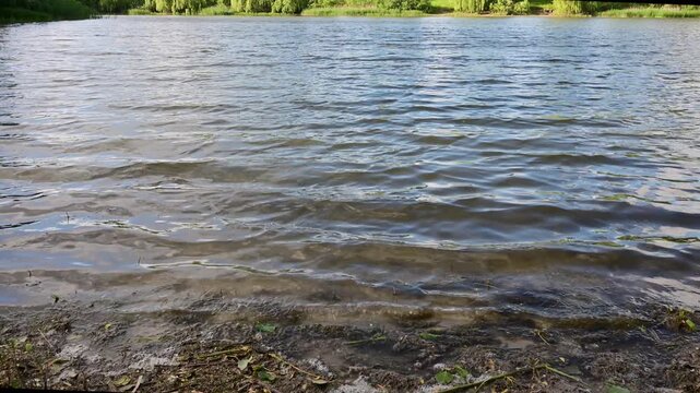 slow, upward-tilting shot starting from the gently rippling shallow water at a lake's edge and revealing a lush, green tree line on the opposite bank.