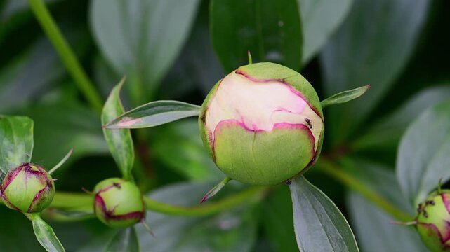 a pale pink and magenta peony bud beginning to open, with small ants crawling on its surface, surrounded by tighter green buds and lush foliage in a spring garden.