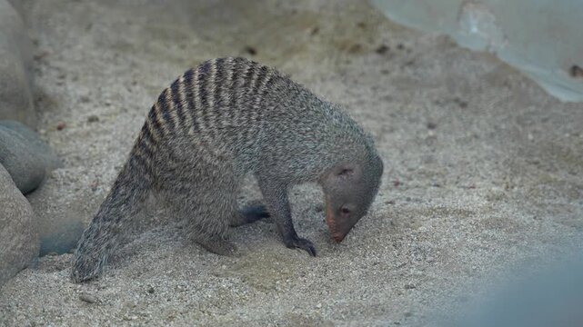 Striped mongoose forages near smooth stones and sand. Its striped fur blends with the earthy tones. It moves cautiously, sniffing the ground for food. The scene captures its natural, quiet behavior