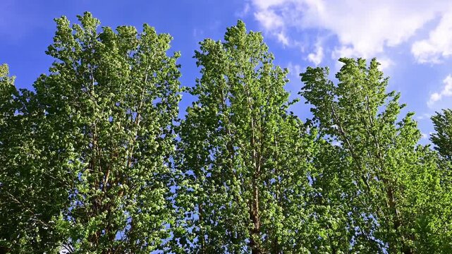 three tall, vibrant green trees with their foliage gently rustling in the wind against a bright blue sky with scattered clouds.