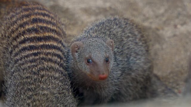 Three mongooses huddled close together on the sandy surface. One faced the camera with wide, curious eyes. The others watched intently, appearing attentive and alert.
