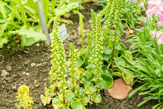 Navelwort or Umbilicus Rupestris plant in Saint Gallen in Switzerland 5.5.2026
