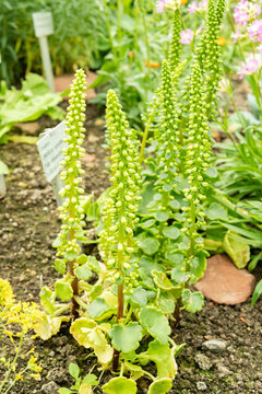 Navelwort or Umbilicus Rupestris plant in Saint Gallen in Switzerland 5.5.2026