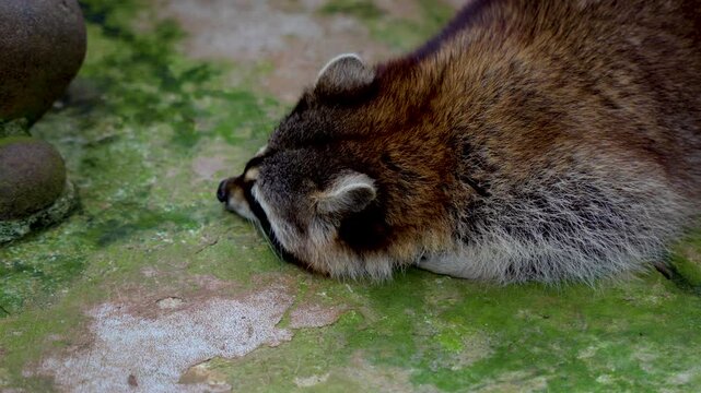 Raccoon rests on mossy stone surface. Cozy, relaxed posture shown in natural setting. Dark eyes and distinctive facial markings visible. Furry body features brown and gray tones
