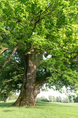 Fototapeta premium Serene Spring Oak in Open Green Landscape