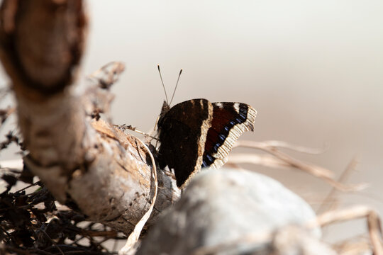 The Mourning Cloak: A Moment of Rest on Alpine Wood