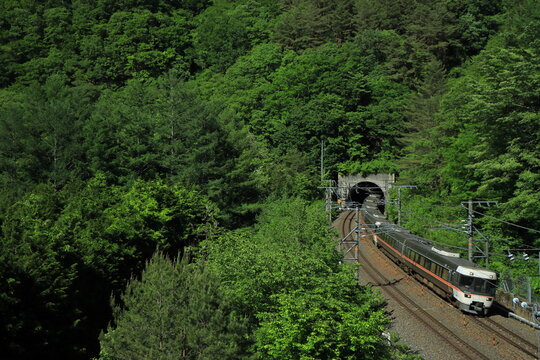 新緑あふれる初夏の木曽路を駆け抜ける中央西線383系特急「しなの」号_2026/5/30撮影