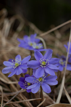 Alpine Awakening: Wild Purple Hepatica in the Spring Undergrowth