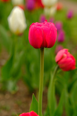 Fototapeta premium Pink tulip stands tall in a garden filled with colorful tulips, featuring lush green leaves and a blurred background of additional blooms
