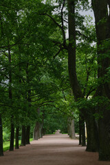 Fototapeta premium Lush green trees line a quiet, sun-dappled path