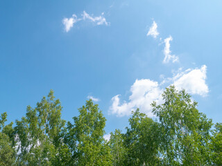 Fototapeta premium Forest on a sunny day. Trees against a blue sky and clouds. Green treetops.