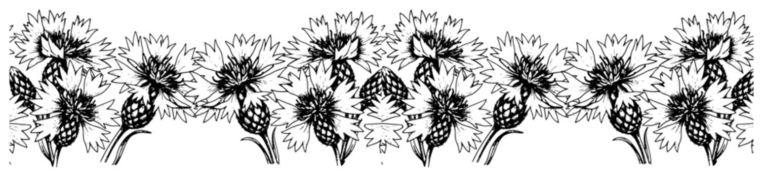 Horizontal border of cornflowers in vintage hand drawn etched style, floral botanical pattern vector illustration
