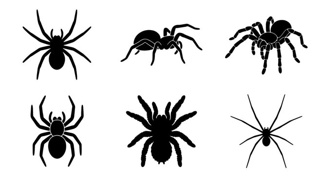 Six Black Spider Silhouettes, Arachnid Icons Set, Creepy Halloween Vector Graphics, Insect Collection for Design