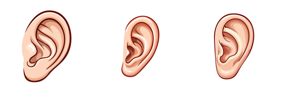 Set of human ears showing different shapes and sizes for medical or artistic illustration