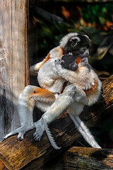 Obraz premium Crowned sifaka female and her kid. 