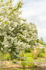 Obraz premium Pearlbush or Exochorda Giraldii var Wilsonii plant in Saint Gallen in Switzerland 5.5.2026