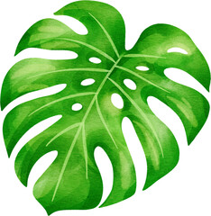 Watercolor illustration of a tropical monstera leaf © Je