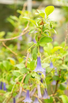 Mini angels trumpet or Iochroma Australe plant in Saint Gallen in Switzerland 5.5.2026