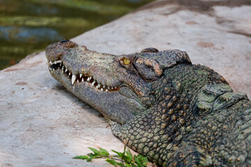 Fototapeta premium The crocodile is show head near the river