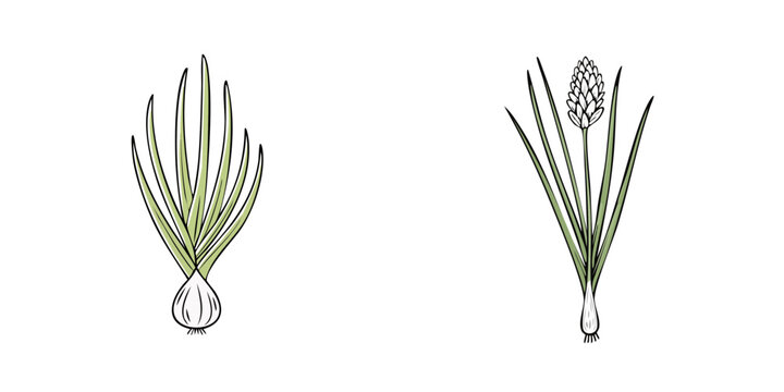 Spring onions and flowering onion botanical illustration set fresh greens and bulbs