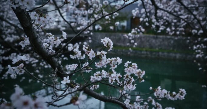 Closeup, slow motion shot on spring cherry blossoms over canal in Japan