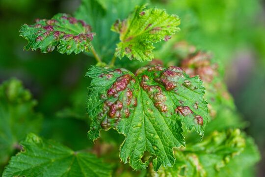 green leaves, likely currant, exhibiting prominent reddish, blister-like galls caused by aphid damage or plant disease.