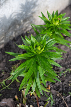 Two vibrant green, unbloomed lily plants with pointed leaves emerge from dark, rich garden soil beside a light-colored wall in early spring.